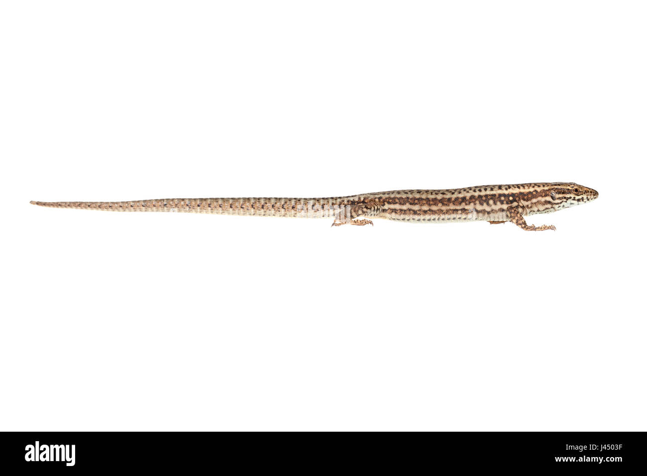 Foto von einem gemeinsamen Mauereidechse (Podarcis Muralis) gerendert Stockfoto