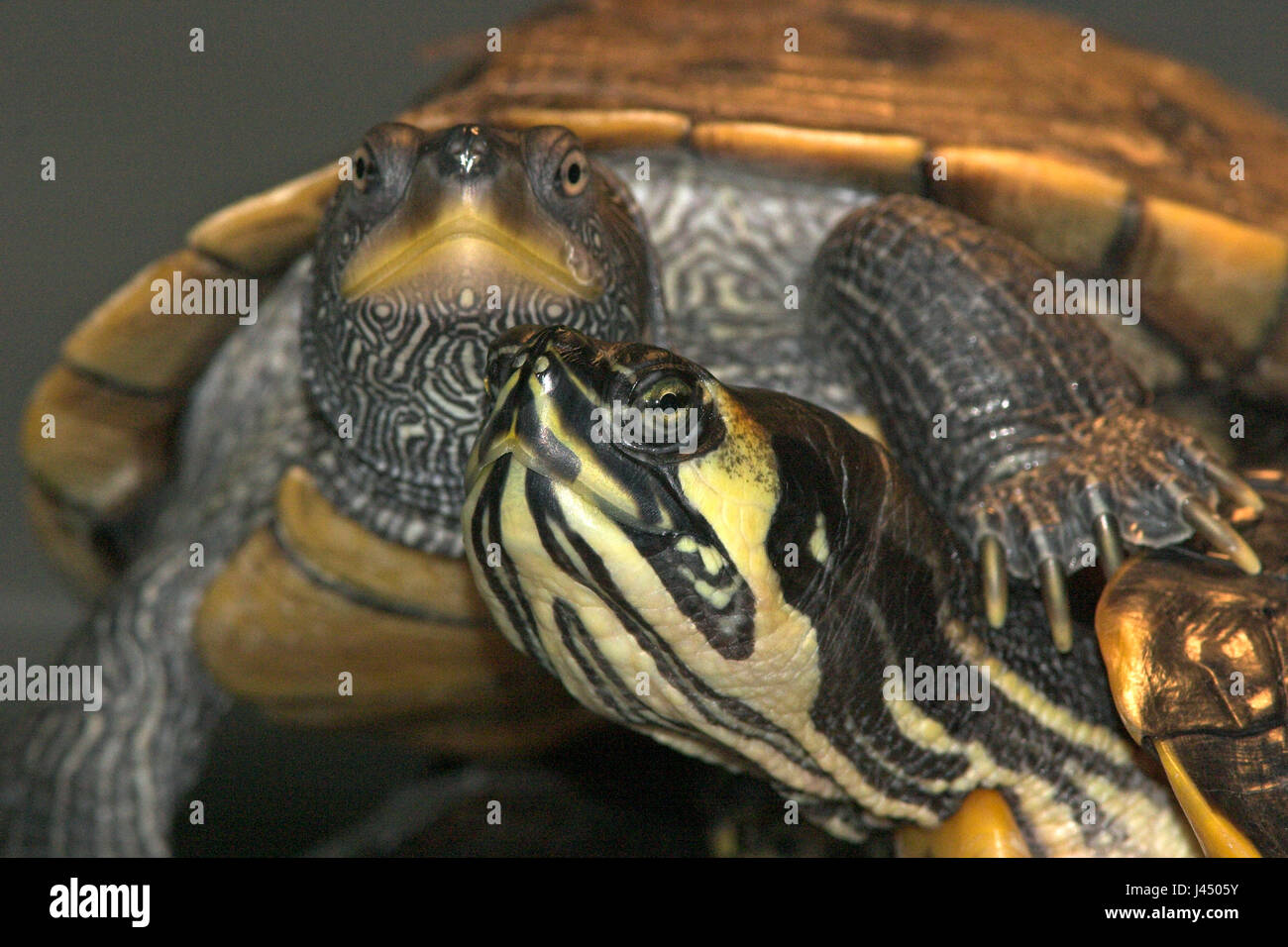 Foto von Cumberland Slider Schildkröten und eine falsche Karte Schildkröte in einem Turtle Center, jedes Jahr werden Hunderte von Schildkröten und Sumpfschildkröten in der Natur von Petowners entsorgt werden, die nicht mehr um ihre Tiere kümmern wollen Stockfoto