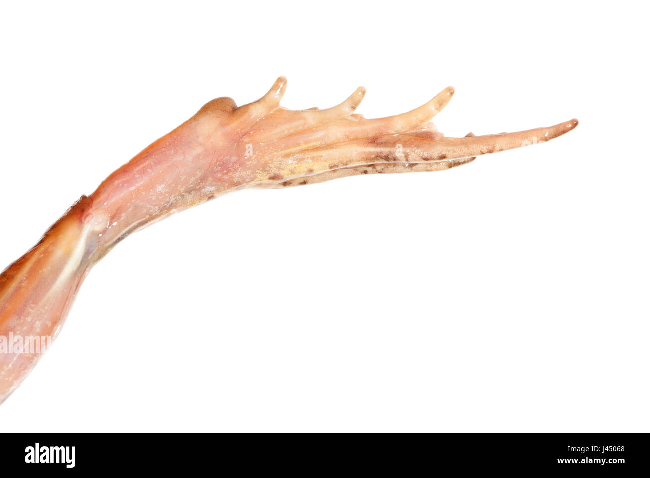 Foto von gemacht ein Mittelfuß Tuberkel von einem Moorfrog Stockfoto