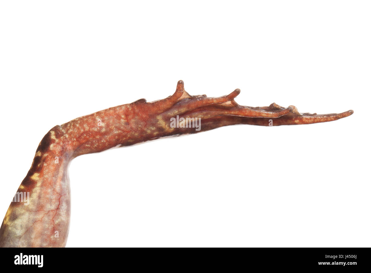 Foto von der Matatarsus-Tuberkel ein Grasfrosch gerendert Stockfoto