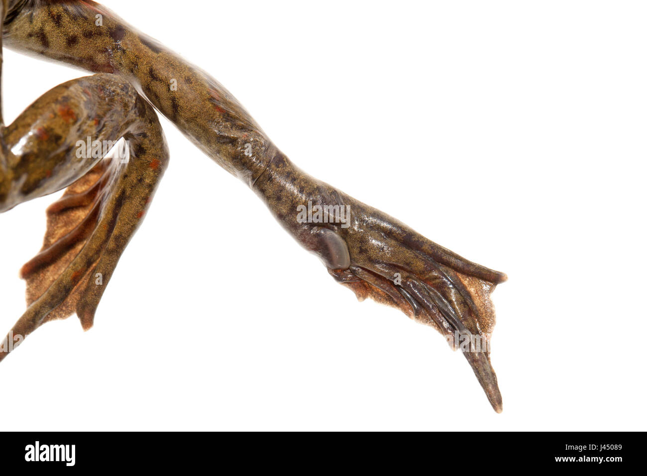 Mittelfuß Tuberkel von einem gemeinsamen katzenähnliche Stockfoto