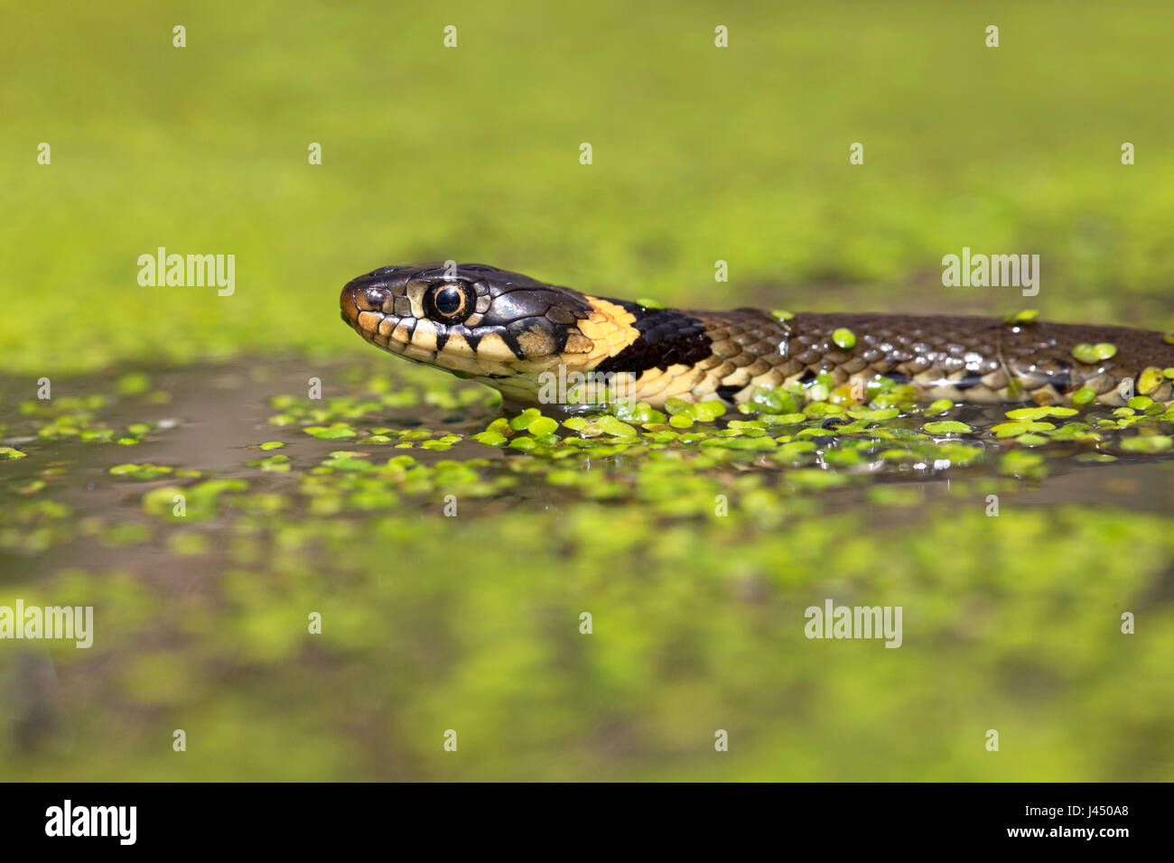 Foto von einem Swimming-Ringelnatter Stockfoto