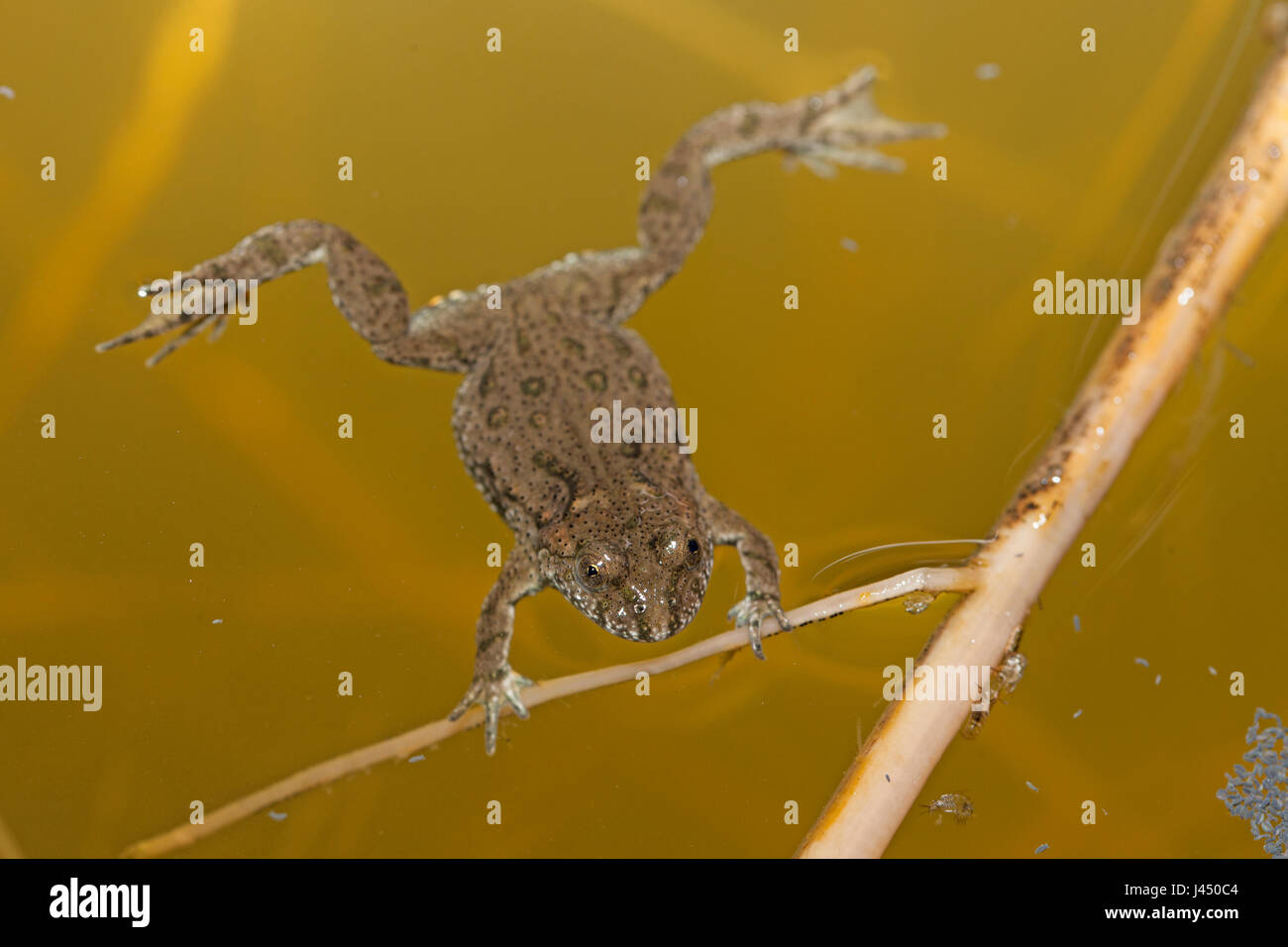 Foto von einem europäischen Feuer-bellied toad Stockfoto