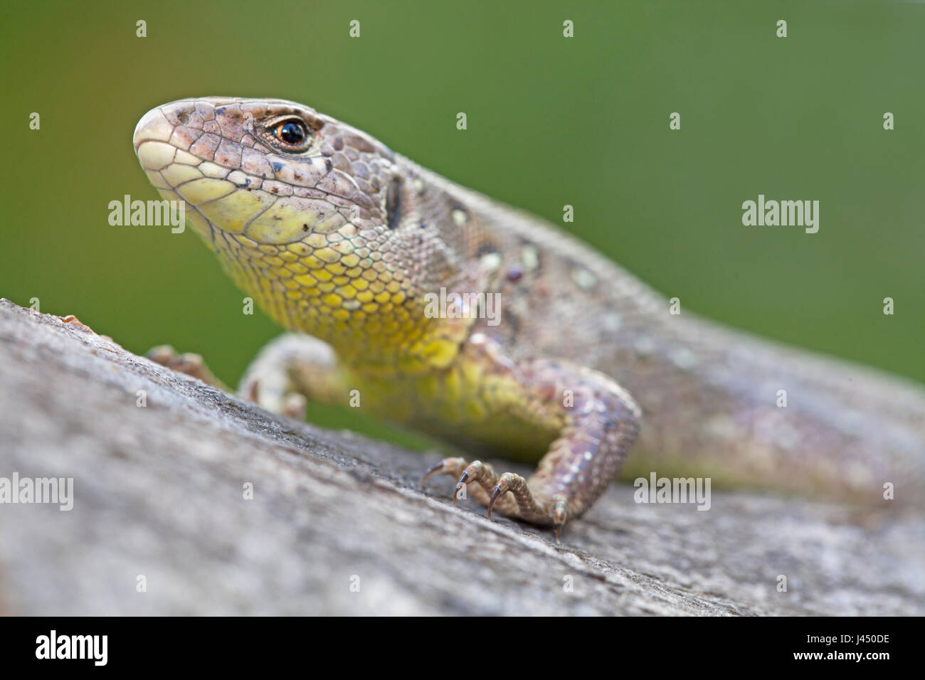 Porträt von einer Zauneidechse Stockfoto