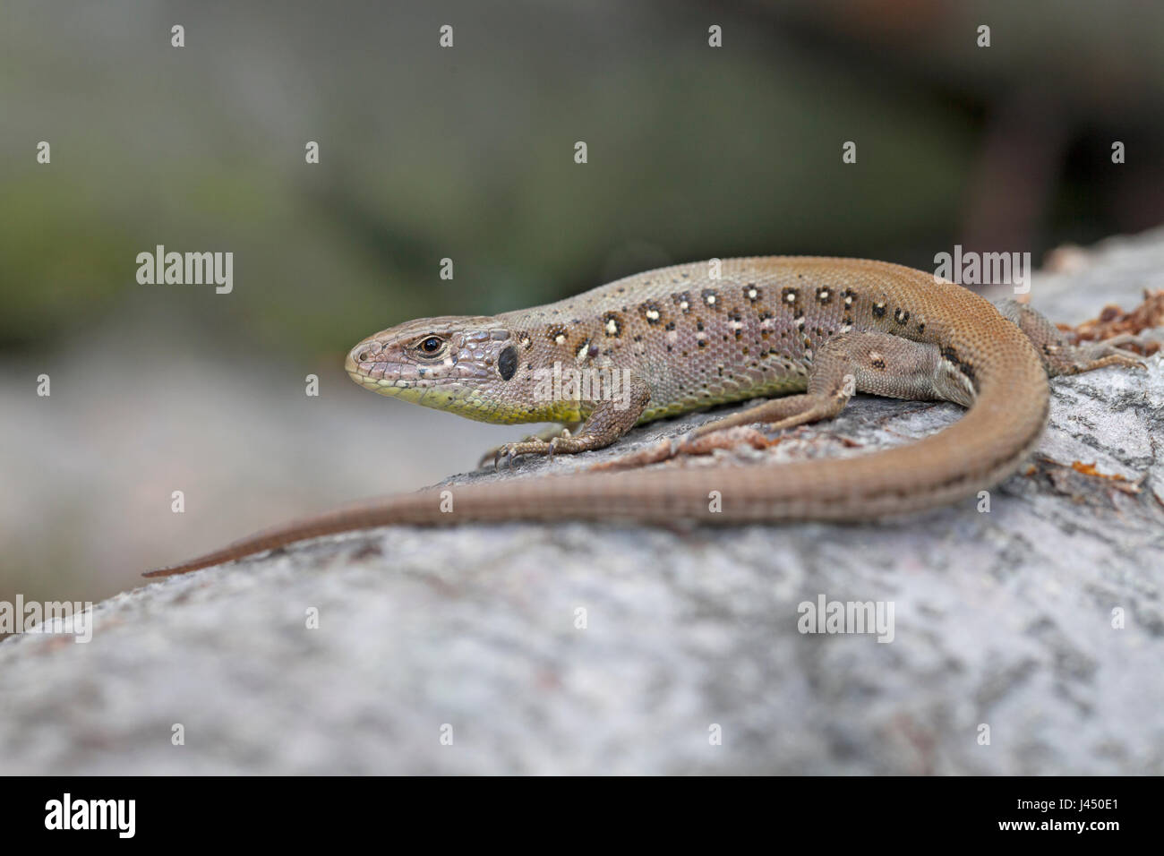 Porträt von einer Zauneidechse Stockfoto