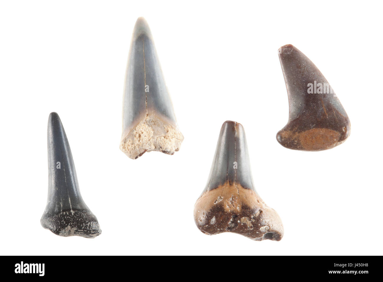 Fossile Haifischzähne vor einem weißen Hintergrund isoliert; Stockfoto