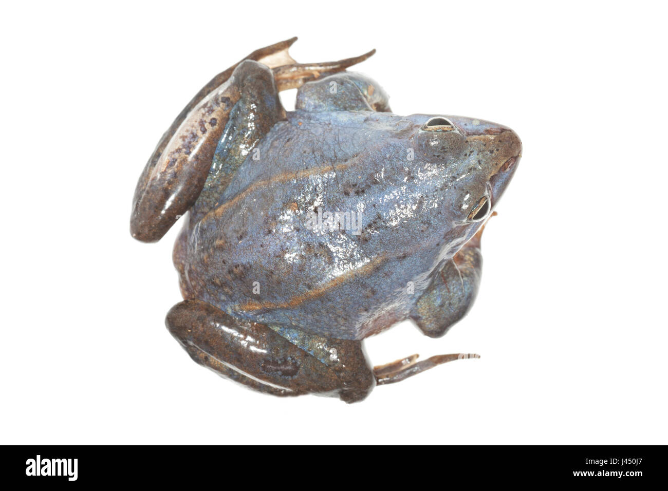 Blaue Männchen Moor Frosch auf dem weißen Hintergrund isoliert Stockfoto