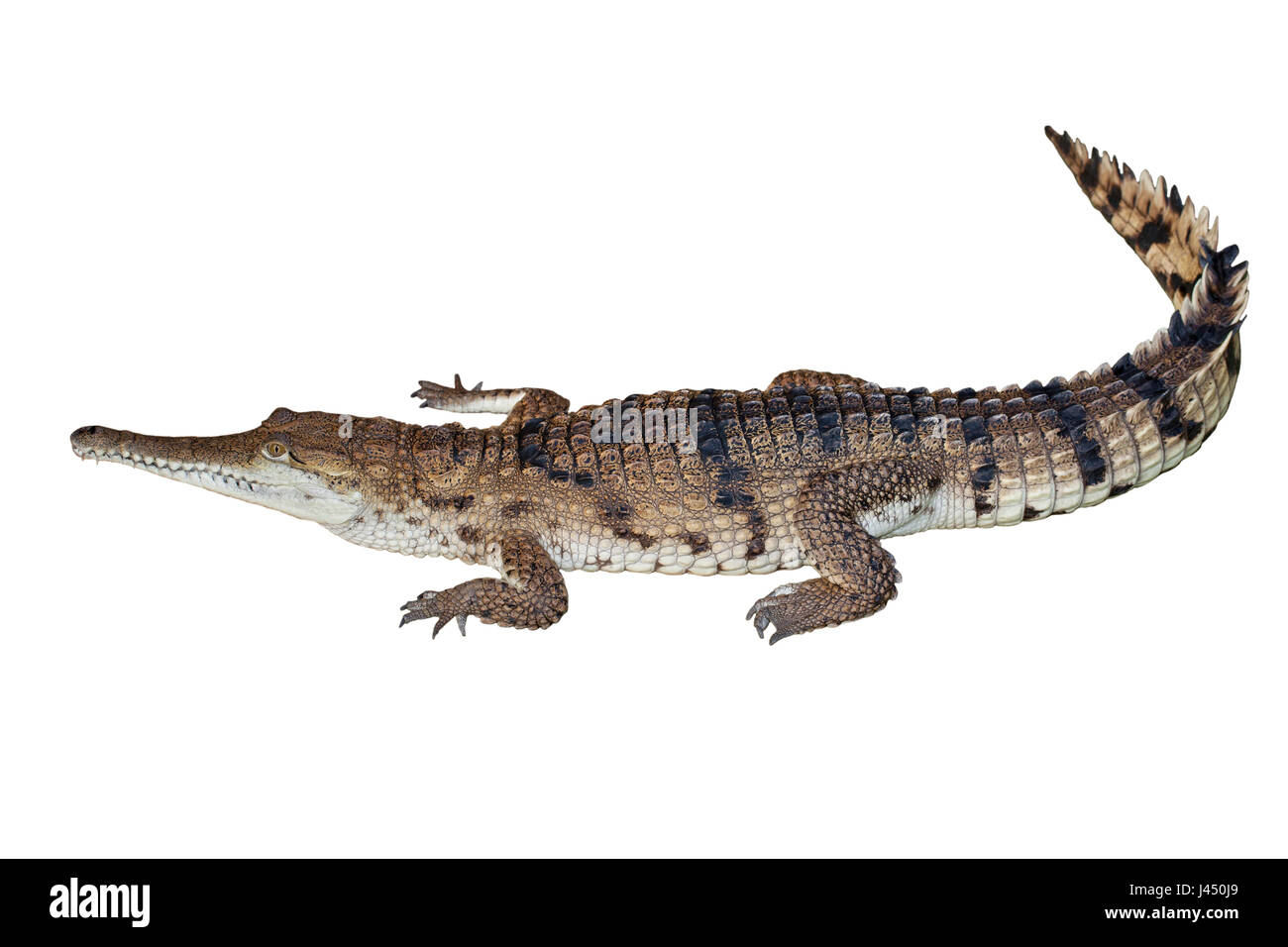 Phillipine Krokodil isoliert auf weißem Hintergrund Stockfoto