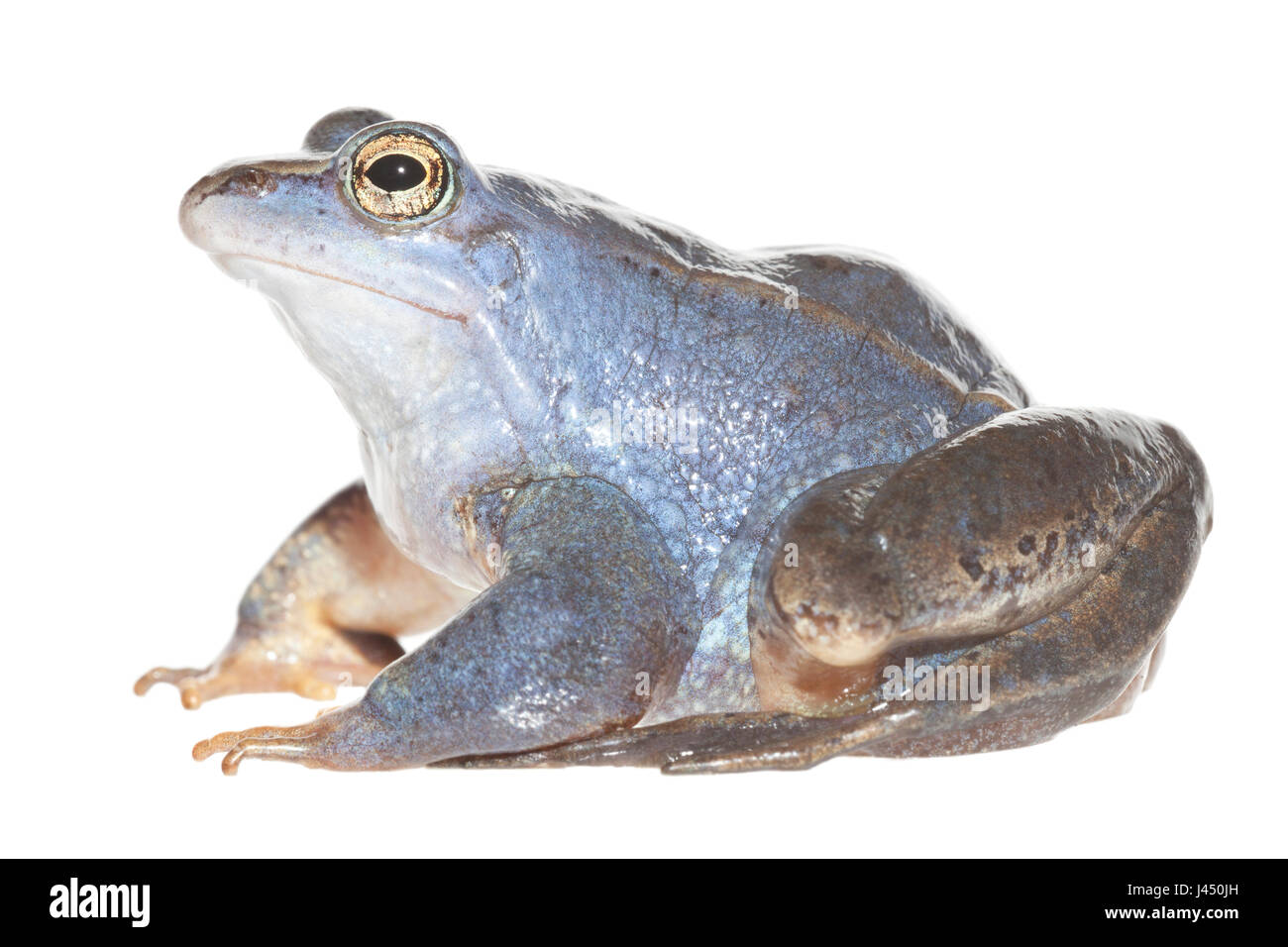 Blaue Männchen Moor Frosch auf dem weißen Hintergrund isoliert Stockfoto