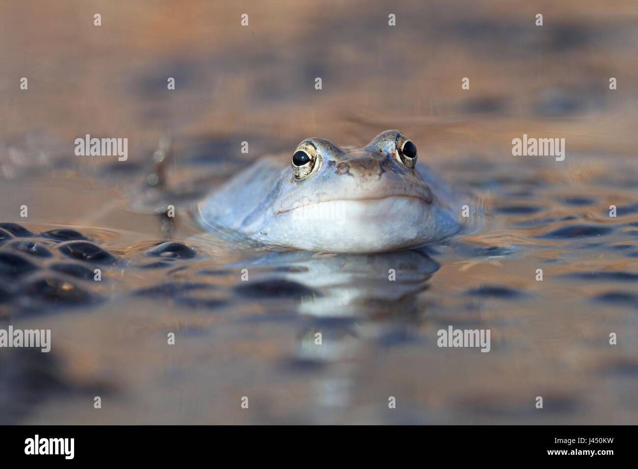 Porträt eines blauen männlichen Moor-Frosch Stockfoto