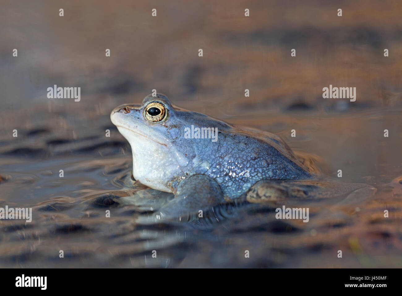 Blaue Männchen moor Frosch Stockfoto