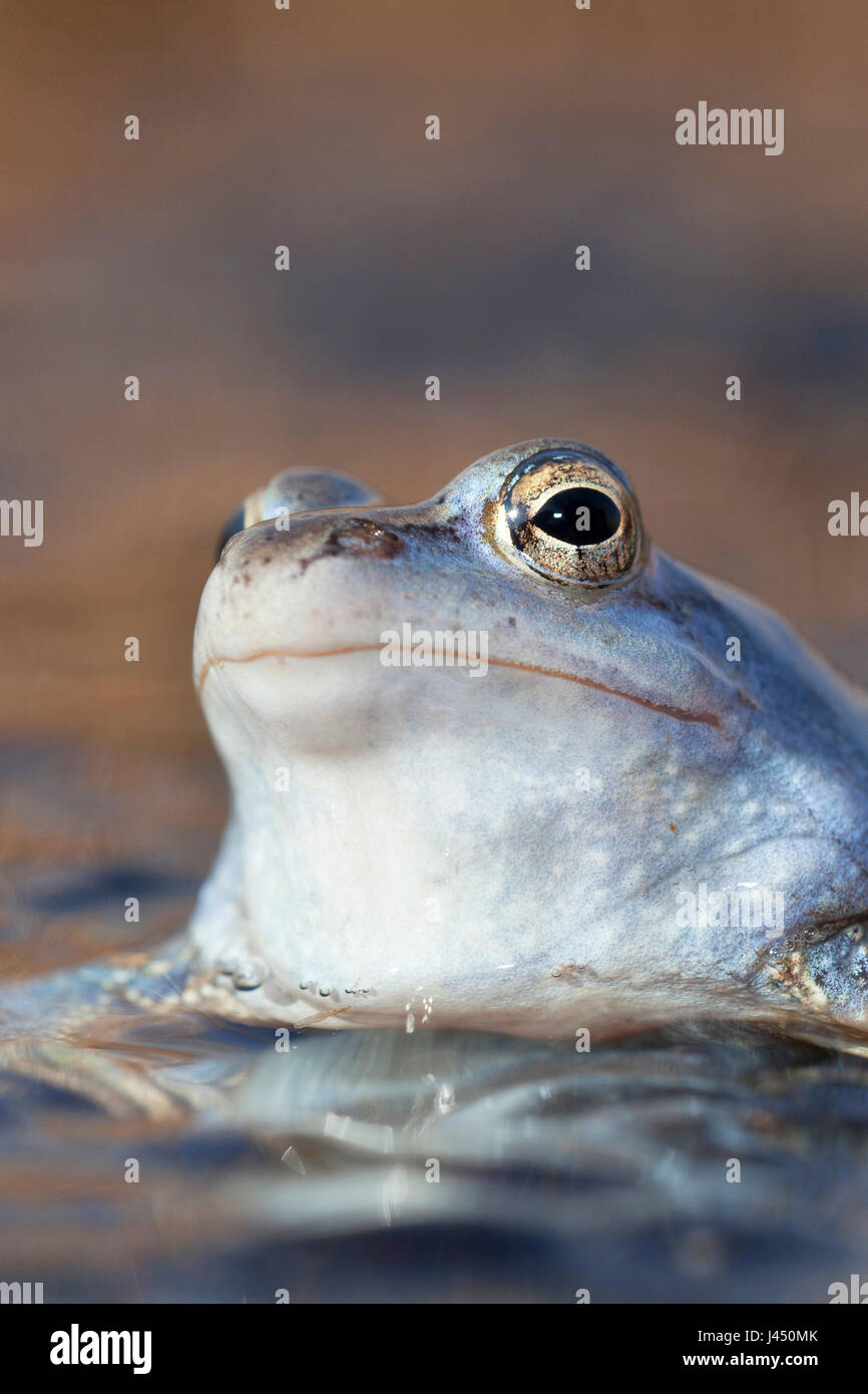 Porträt eines blauen männlichen Moor-Frosch Stockfoto