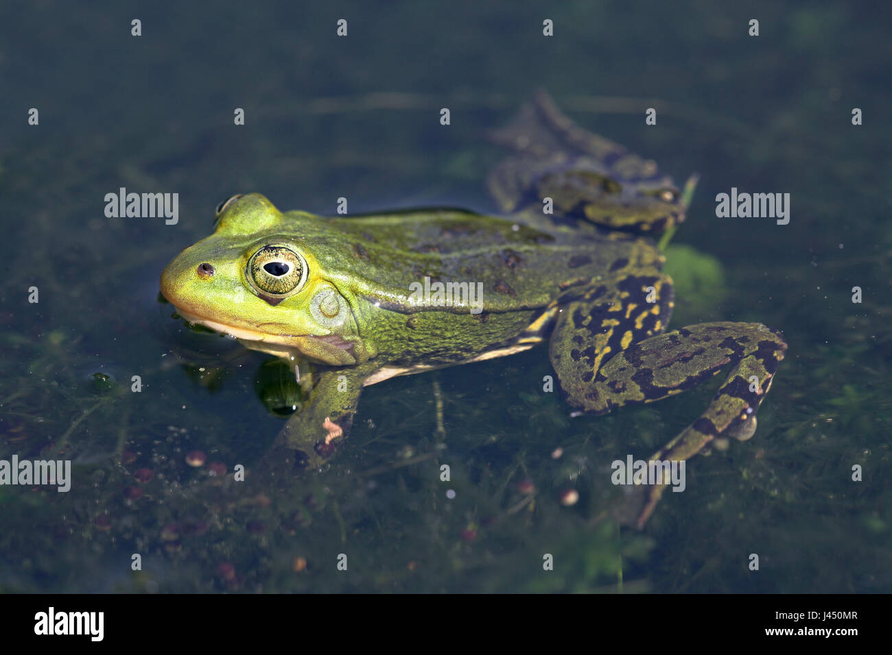 gelbe männliche Pool Frosch während der Brutzeit Stockfoto