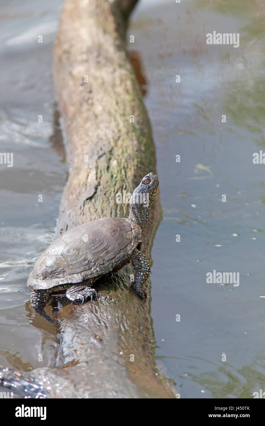 Europäische Sumpfschildkröte, die in der Sonne am Baum im Wasser Stockfoto