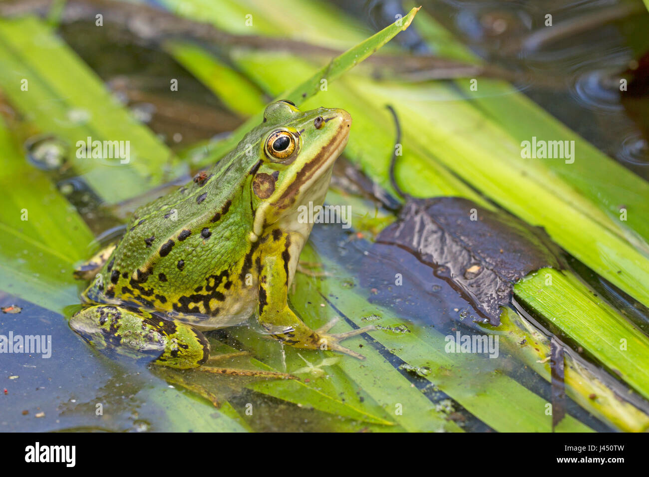 Pool-Frosch (Rana Lessonae) ruht auf Äste im Wasser Stockfoto