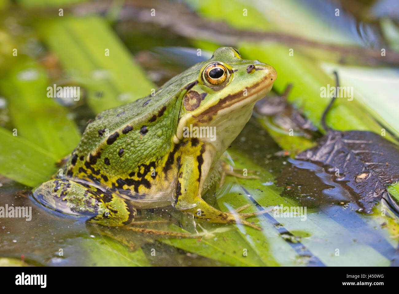 Pool-Frosch ruht auf den Stielen im Wasser Stockfoto