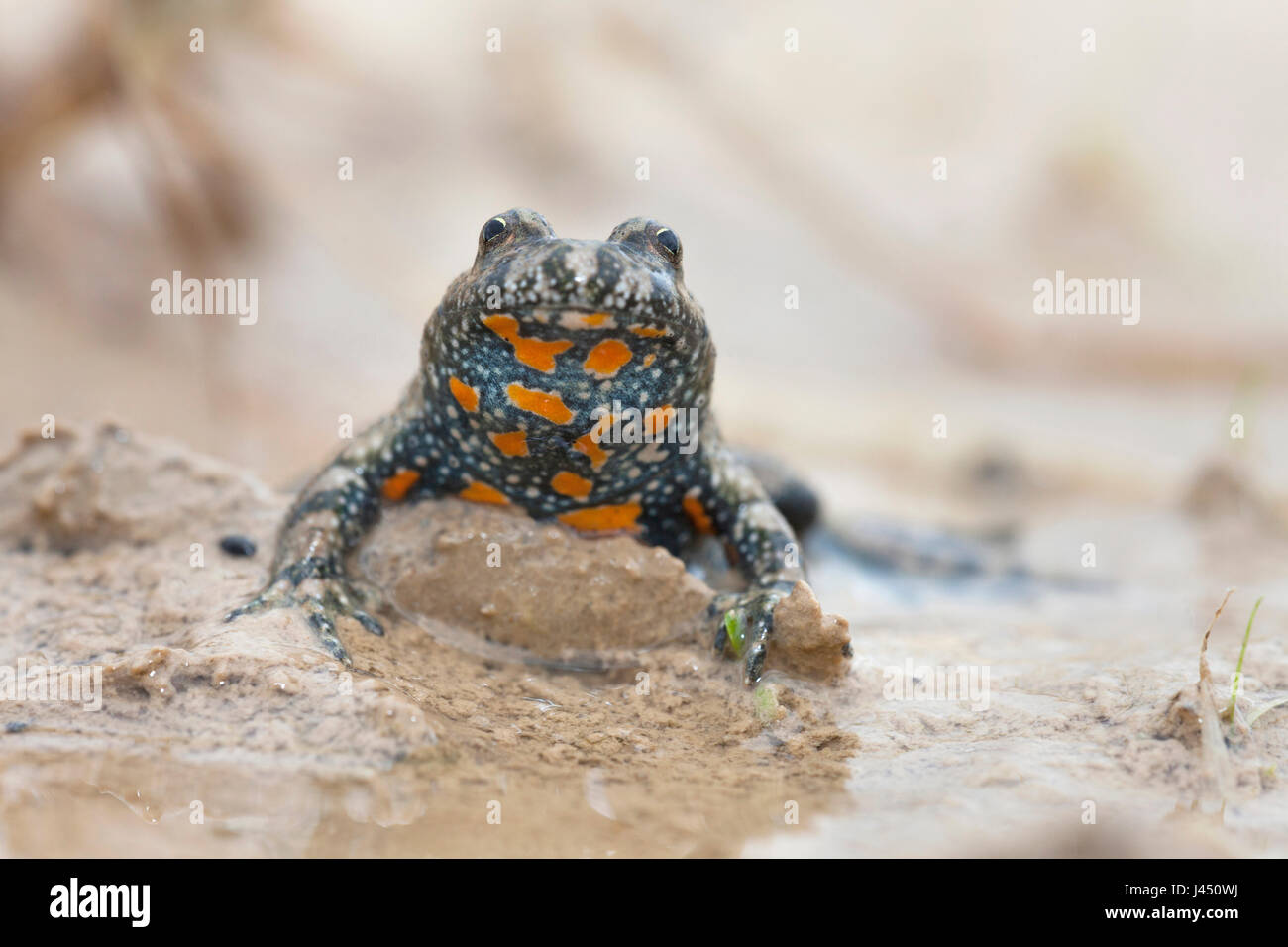 Europäische Feuer-bellied Toad in temporären Teich Stockfoto