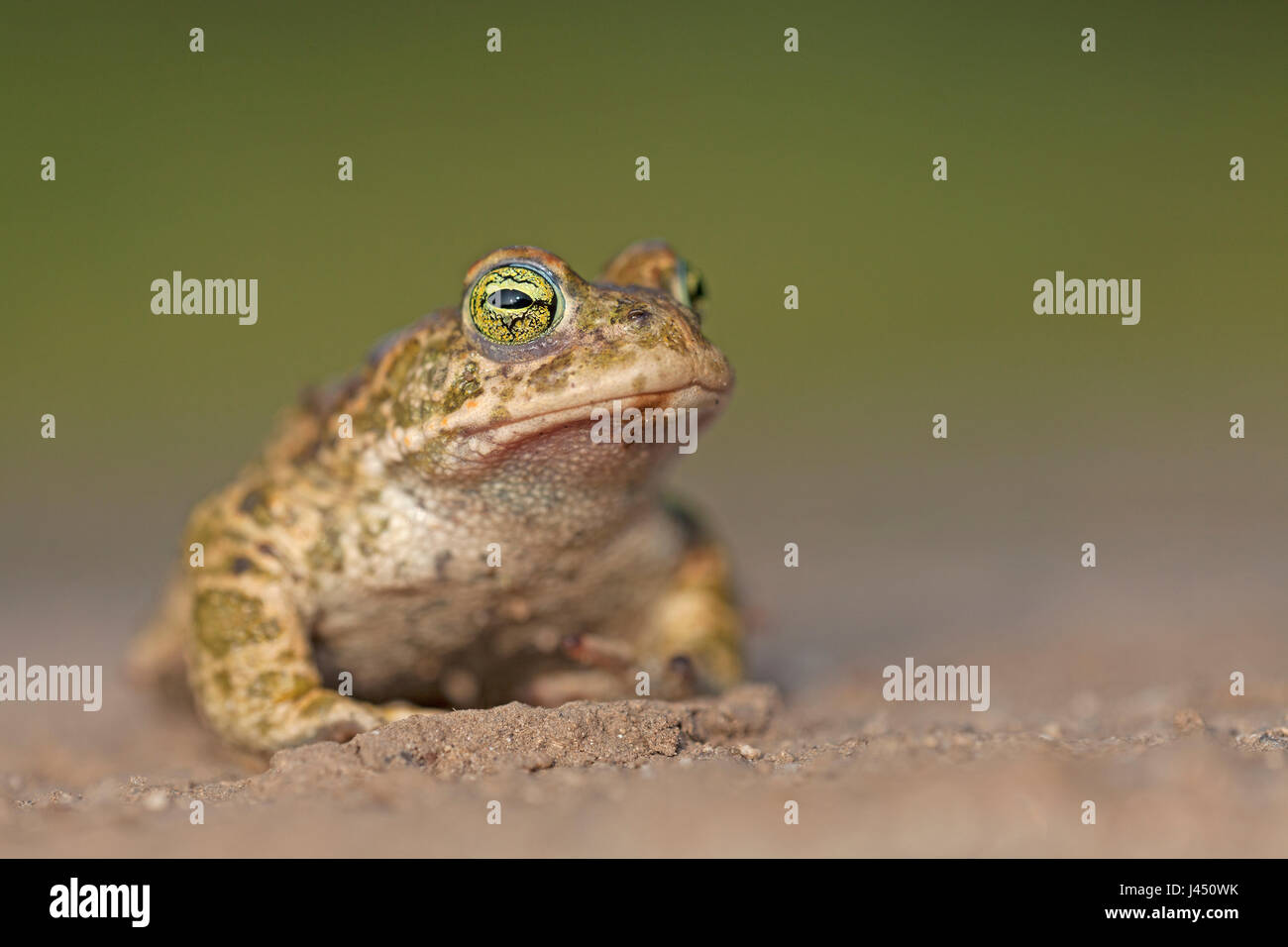 Porträt von einem natterjack Stockfoto