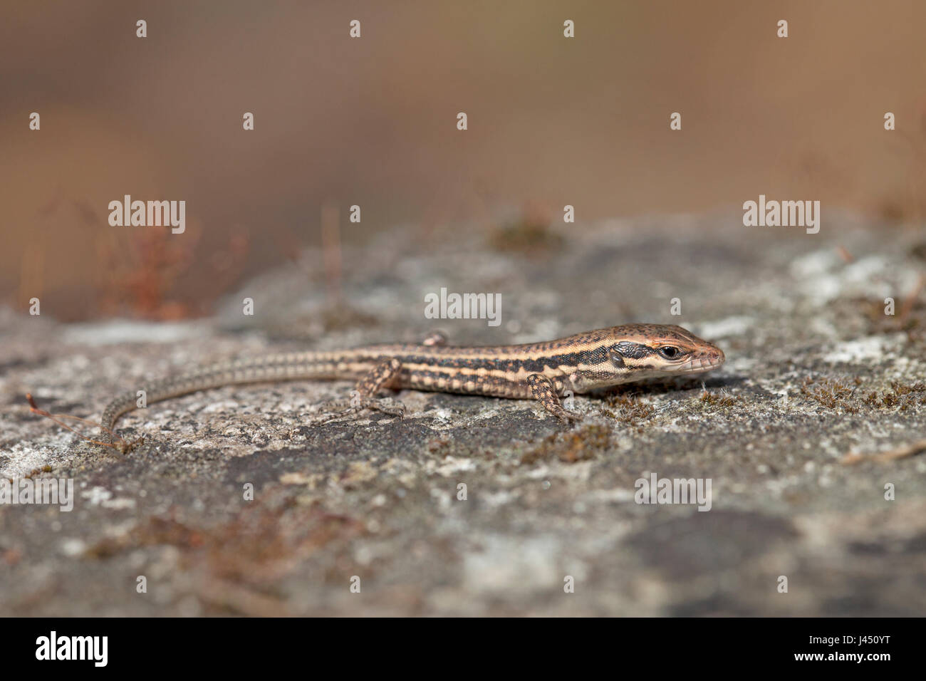 Juvenile gemeinsame Mauereidechse an Wand Stockfoto