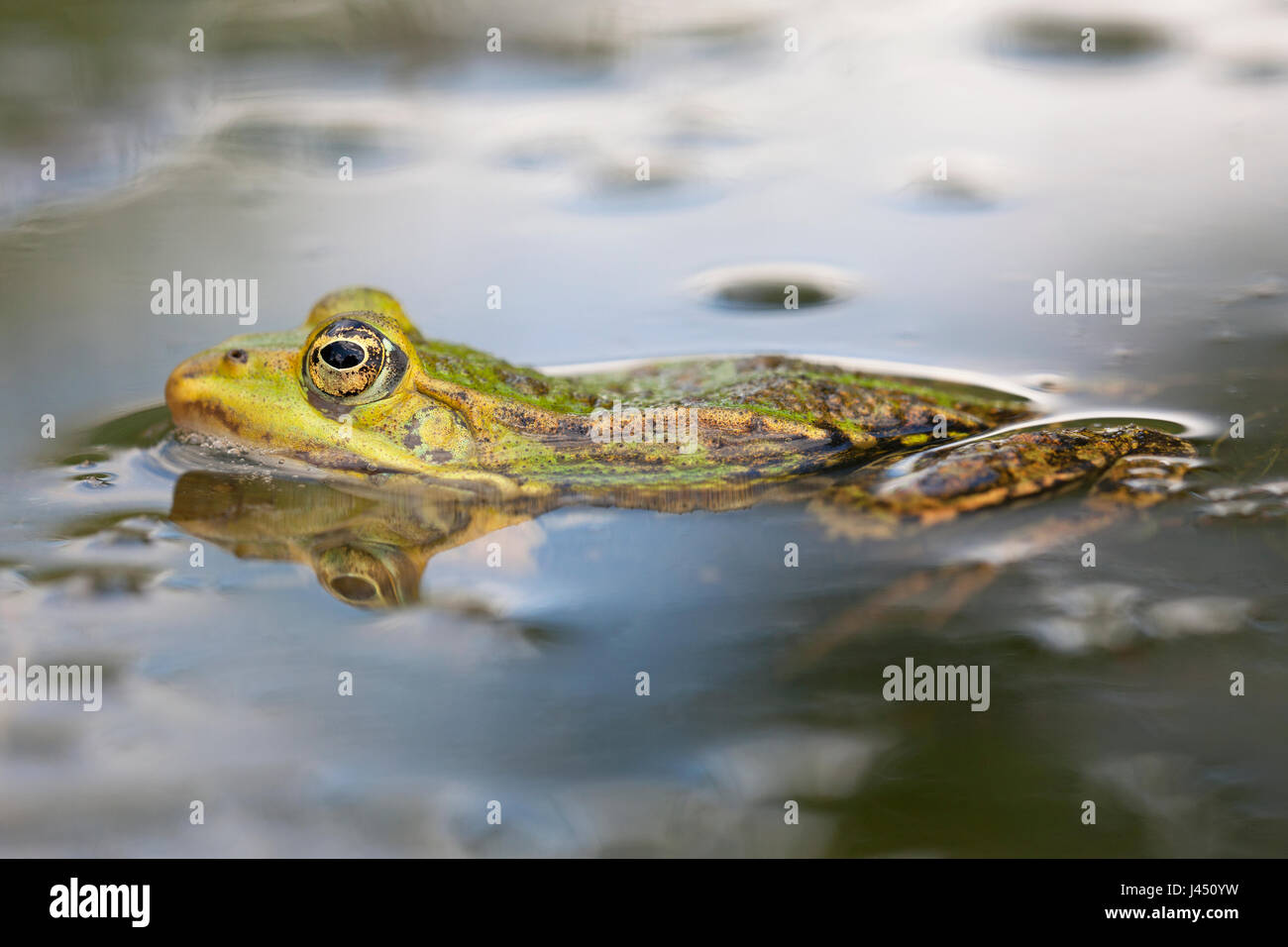 Essbare Frosch im Wasser Stockfoto