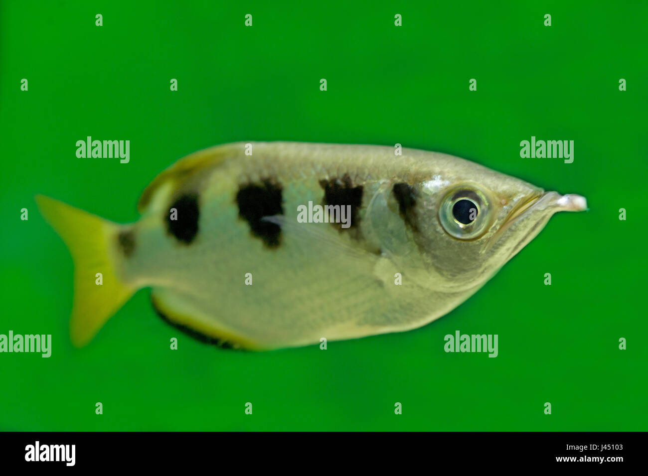 Gebänderten Archerfish vor grünem Hintergrund Stockfoto