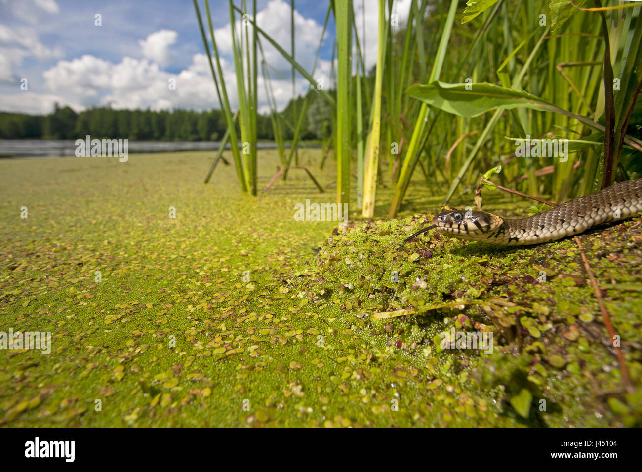 Erwachsenen Ringelnatter im Lebensraum Stockfoto