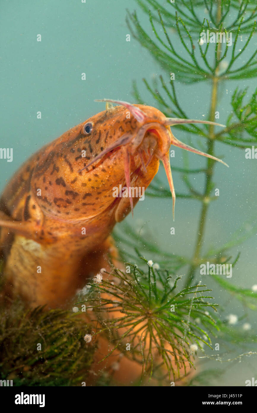 Europäischen Wheaterfish schwimmen Stockfoto
