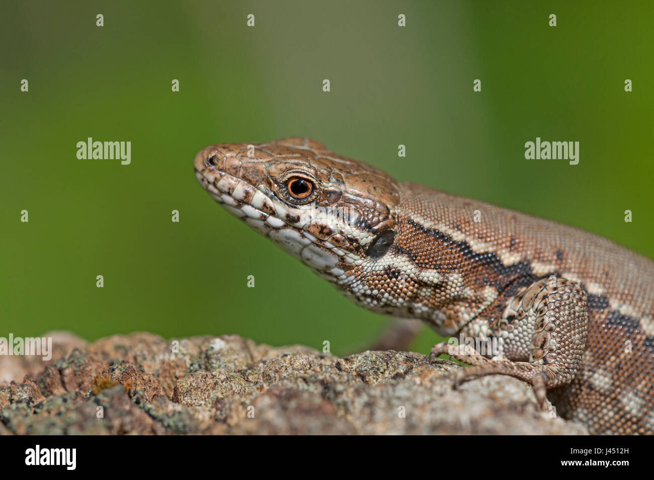 gemeinsamen Mauereidechse auf Baumstamm Stockfoto