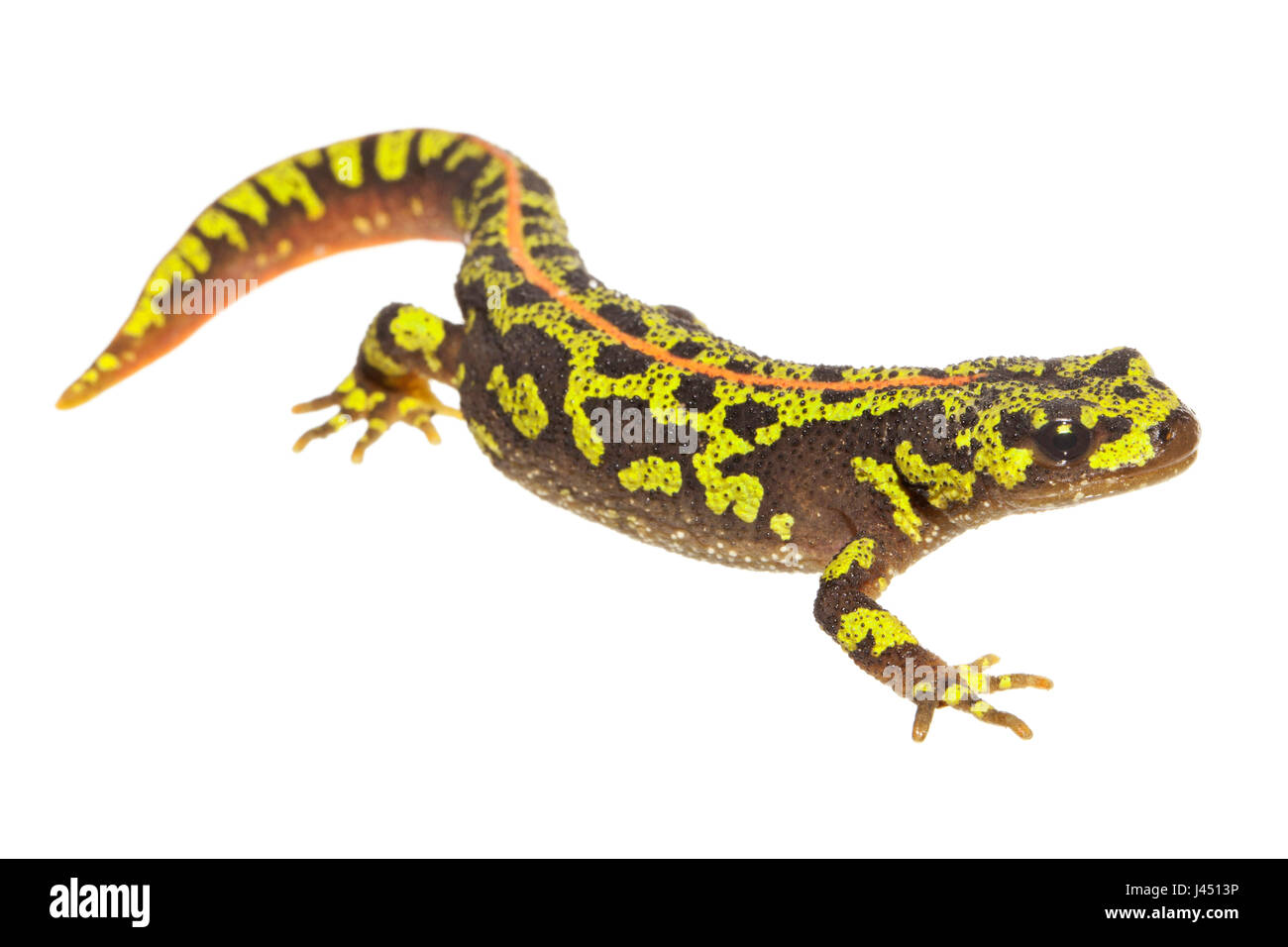 Marmorierte Newt auf weißem Hintergrund fotografiert Stockfoto