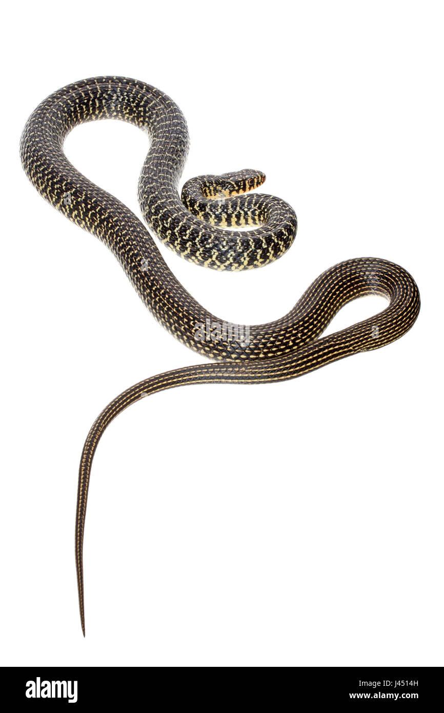 Westlichen Peitsche Schlange auf weißem Hintergrund fotografiert Stockfoto