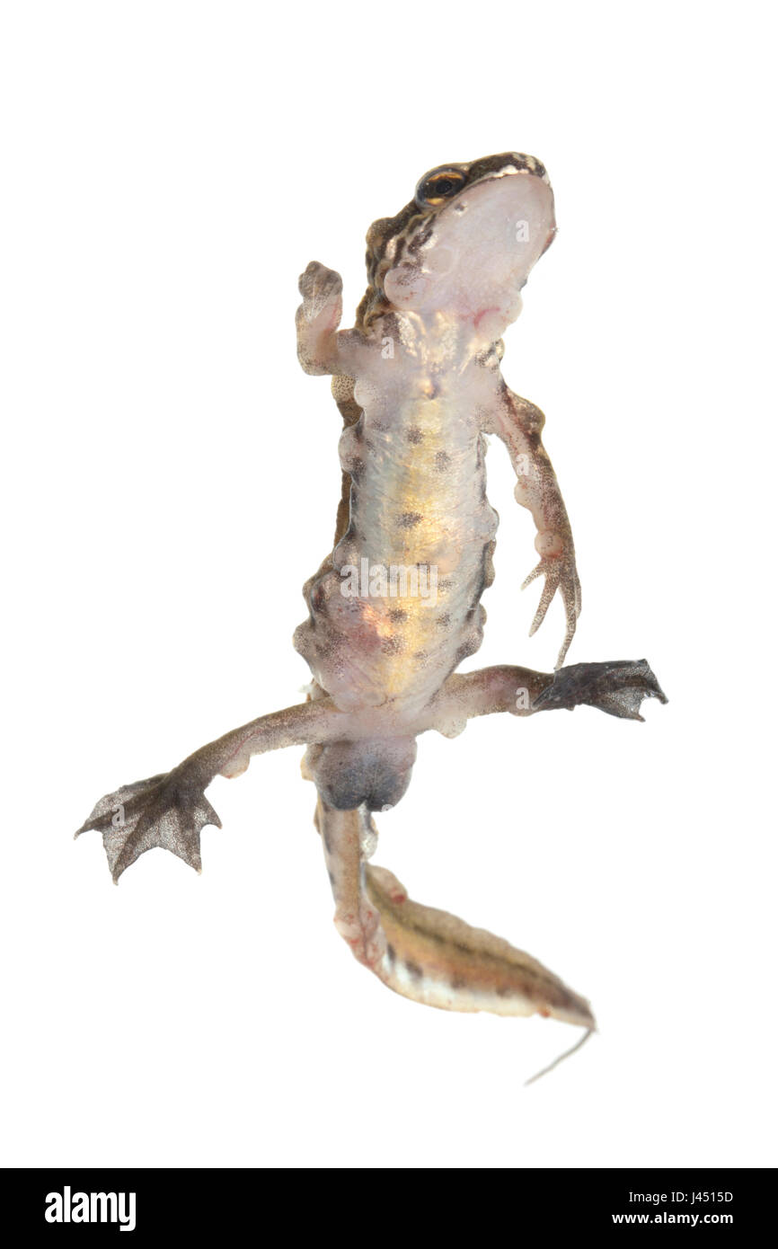 Handförmig Molch mit Amphibiocystidium auf weißem Hintergrund fotografiert Stockfoto