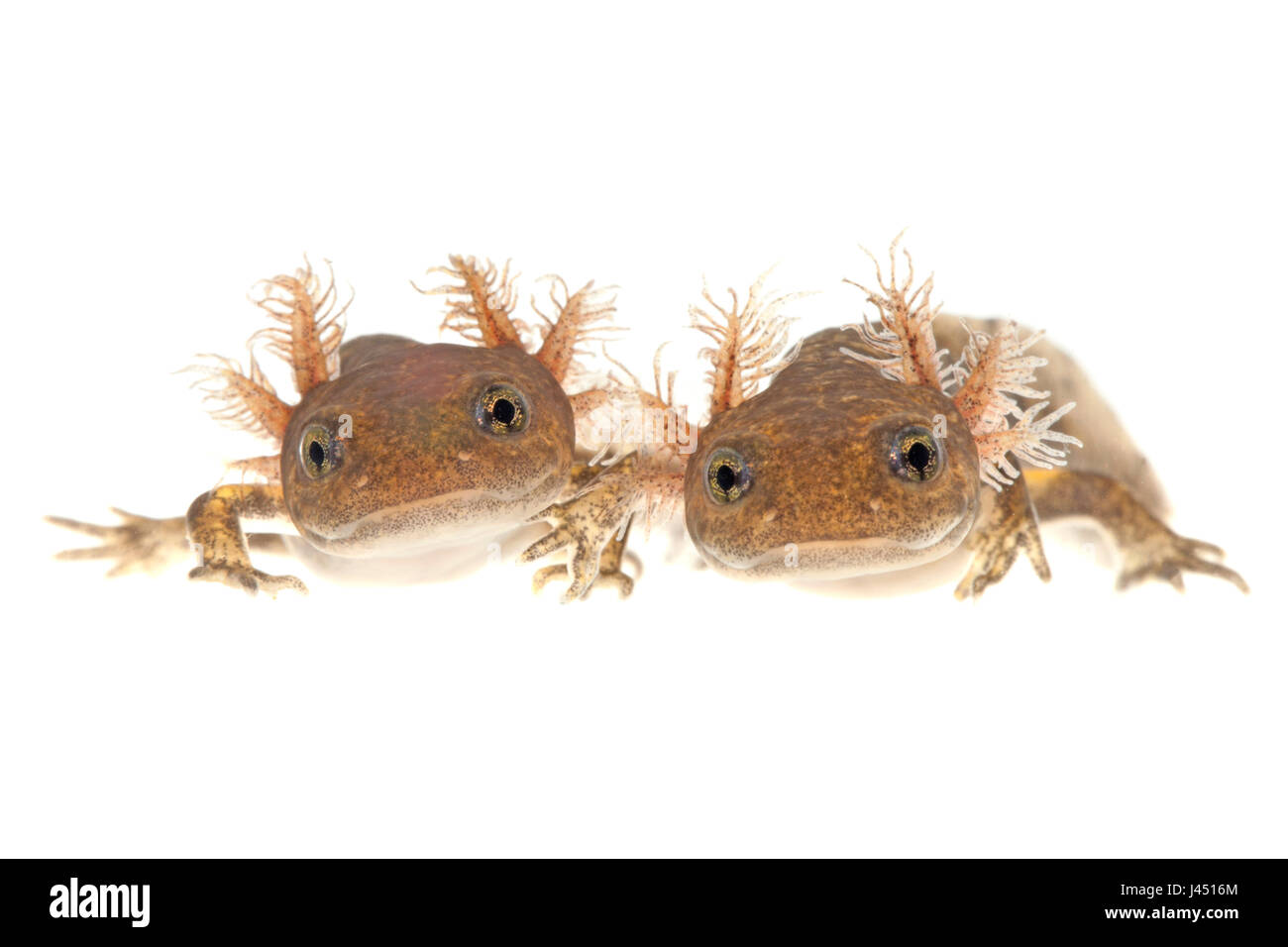 Larven der Feuersalamander auf weißem Hintergrund fotografiert Stockfoto