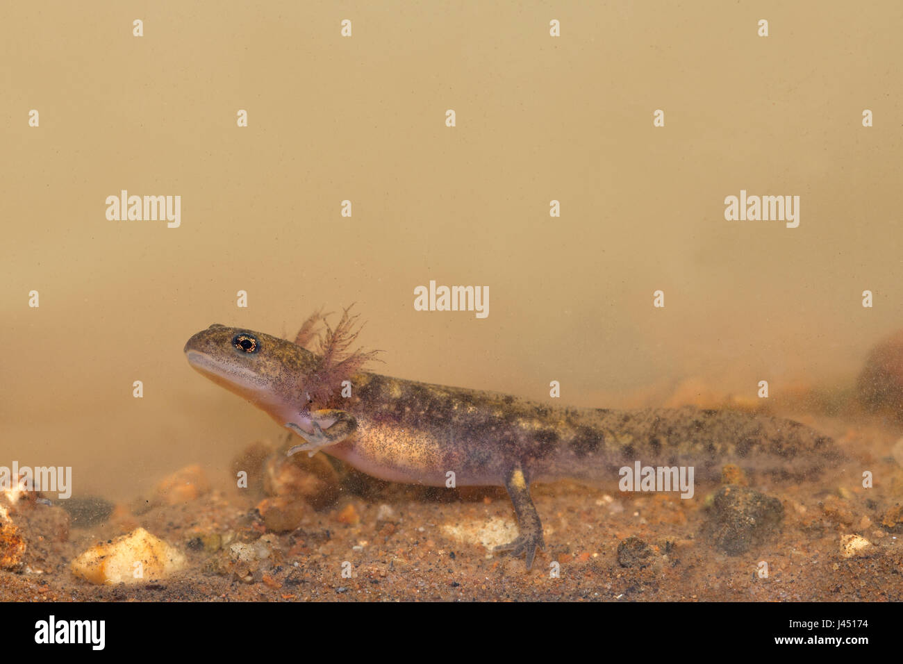 Feuer Salamander Larve unter Wasser Stockfoto