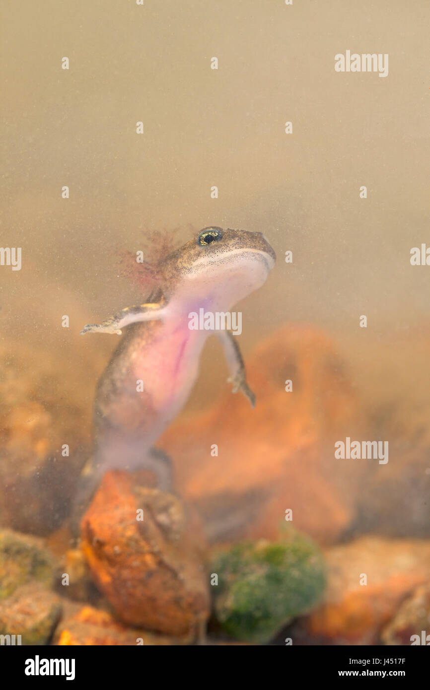 Feuer Salamander Larve unter Wasser Stockfoto