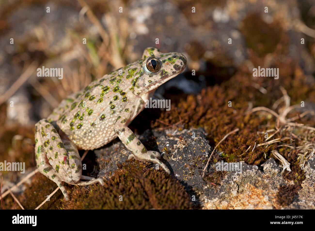 Erwachsene weibliche Petersilie Frosch Stockfoto