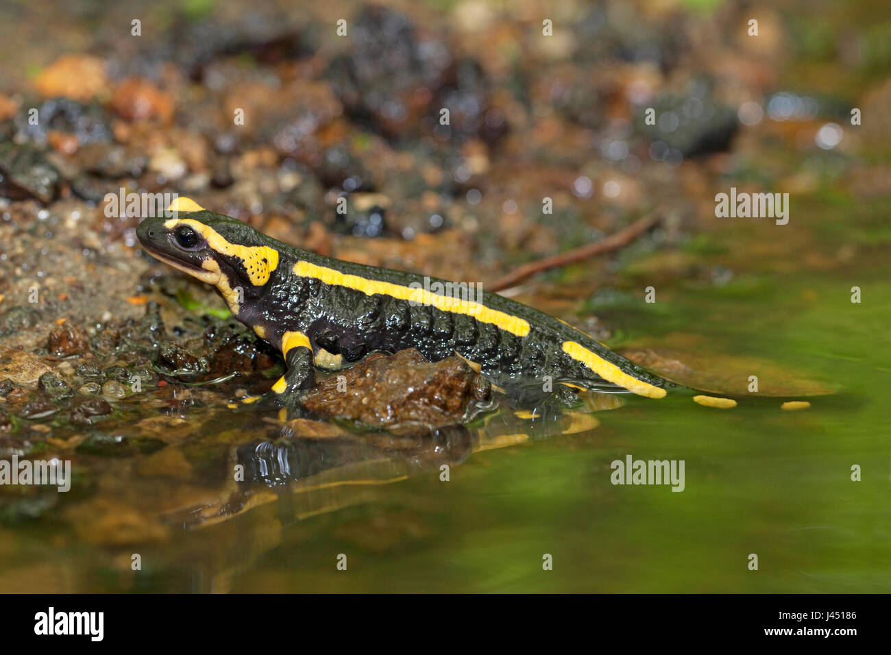 Feuersalamander am Rand des stream Stockfoto