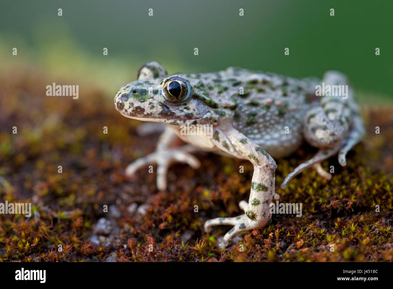 Erwachsene weibliche Petersilie Frosch Stockfoto