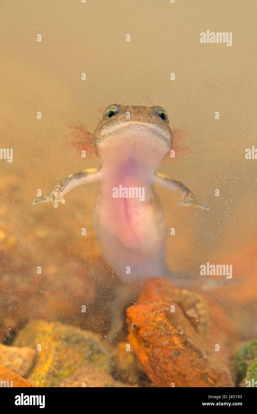 Feuer Salamander Larve unter Wasser Stockfoto