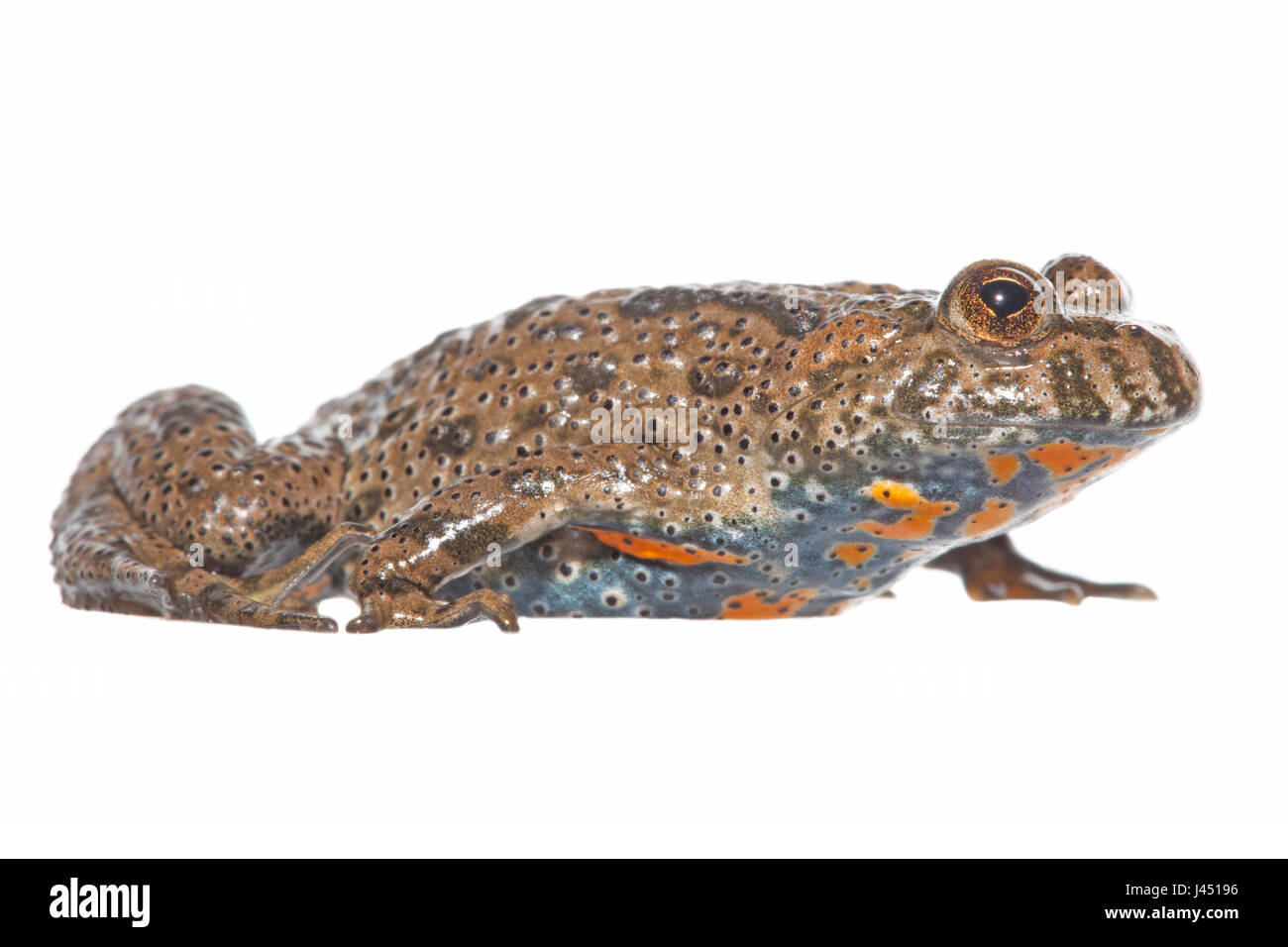 Europäische Feuer-bellied Toad isoliert auf weißem Hintergrund Stockfoto