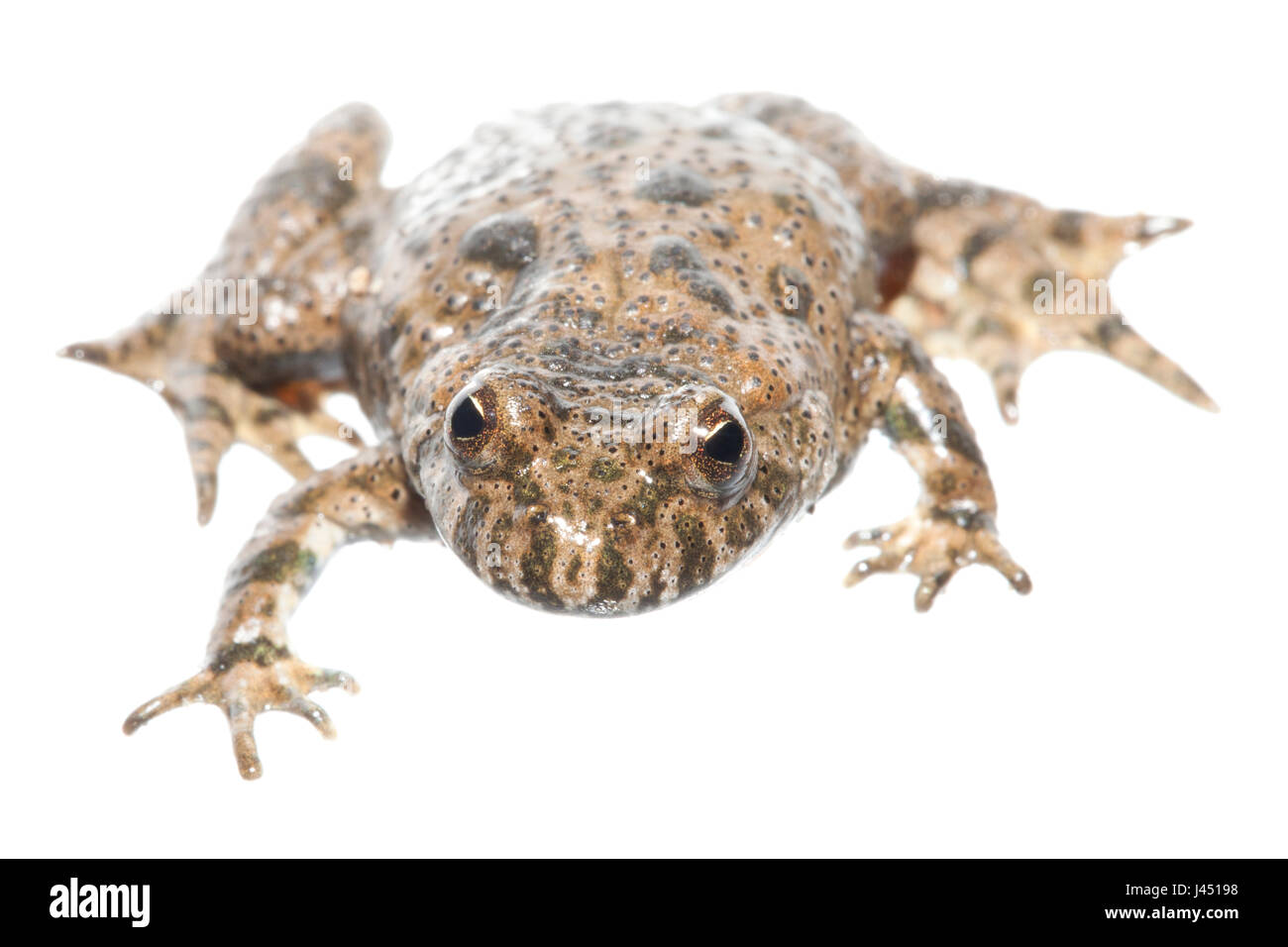 Europäische Feuer-bellied Toad isoliert auf weißem Hintergrund Stockfoto