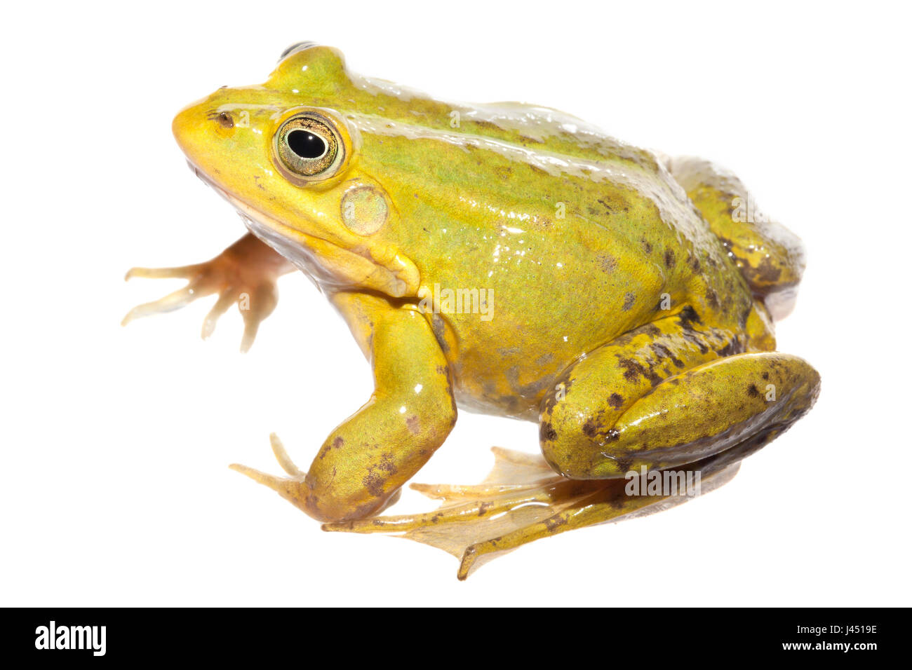 Pool-Frosch isoliert auf weißem Hintergrund Stockfoto