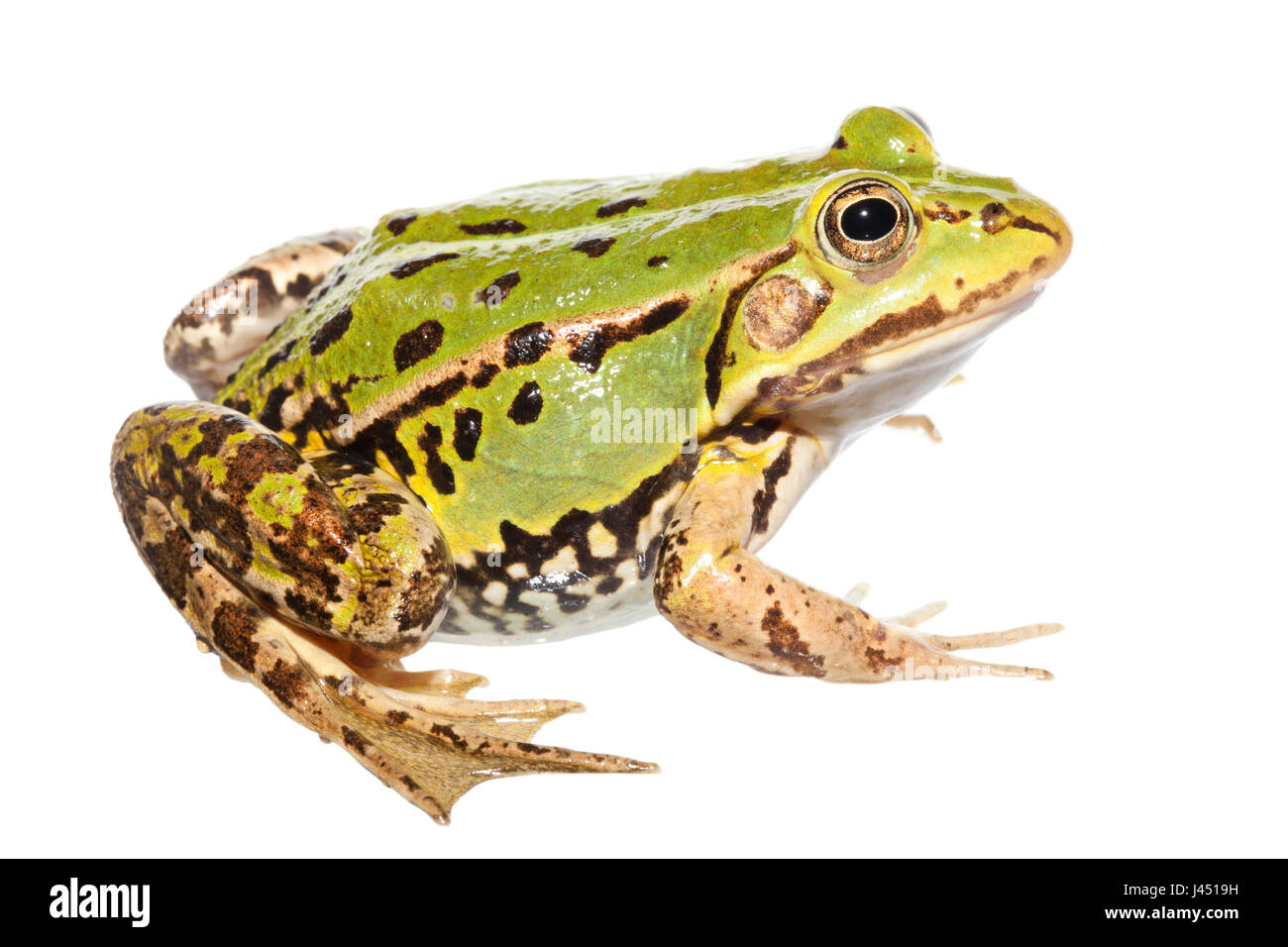 Pool-Frosch isoliert auf weißem Hintergrund Stockfoto