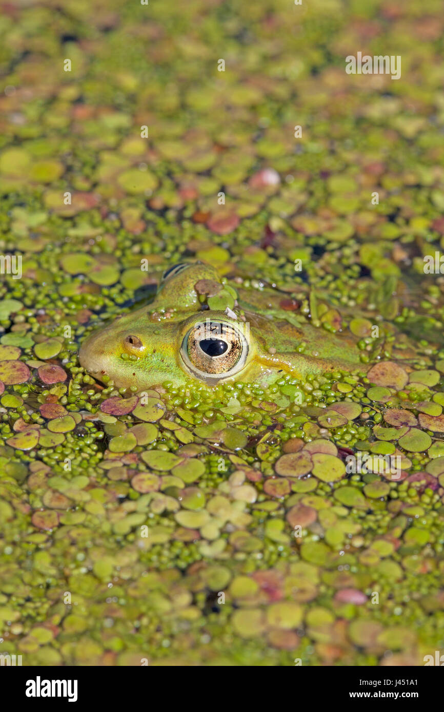 Pool-Frosch versteckt zwischen Wasserlinse Stockfoto