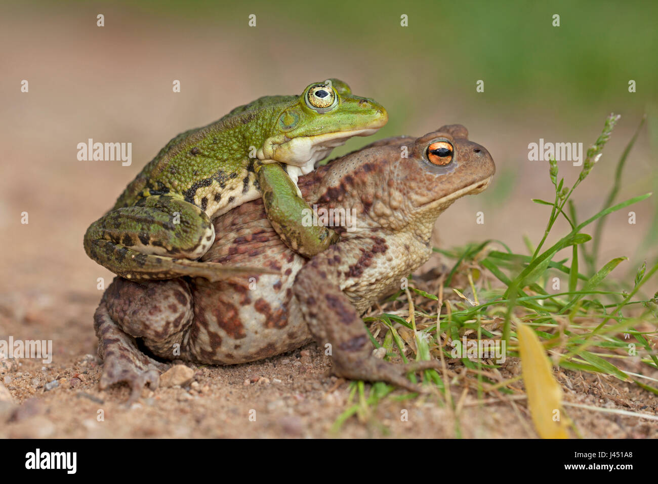 Missverhältnis zwischen Pool Frosch männlich (an der Spitze) und gemeinsamen Kröte weiblich Stockfoto