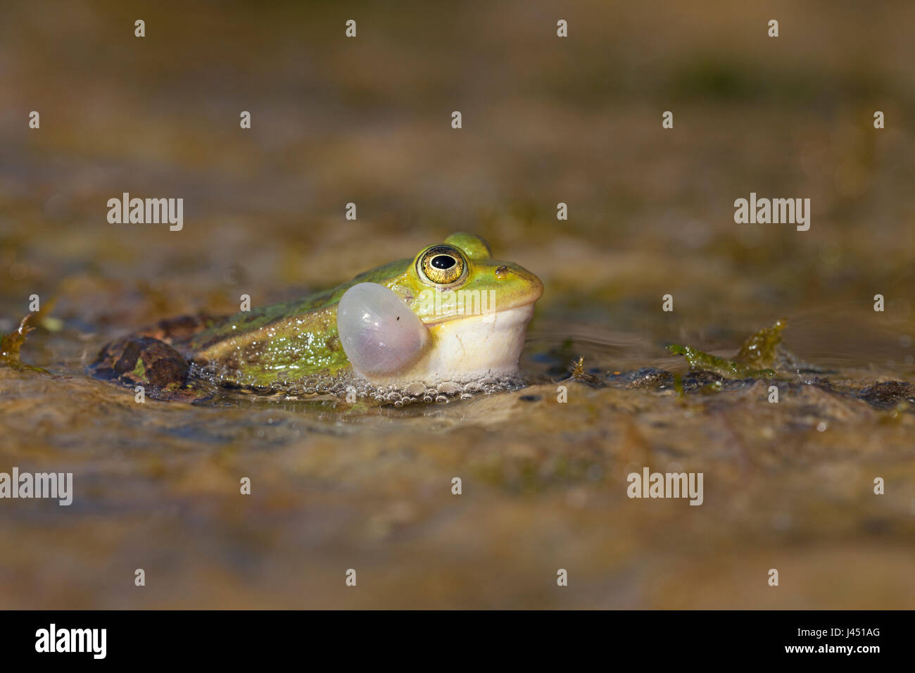 aufrufende männlichen Pool Frosch Stockfoto