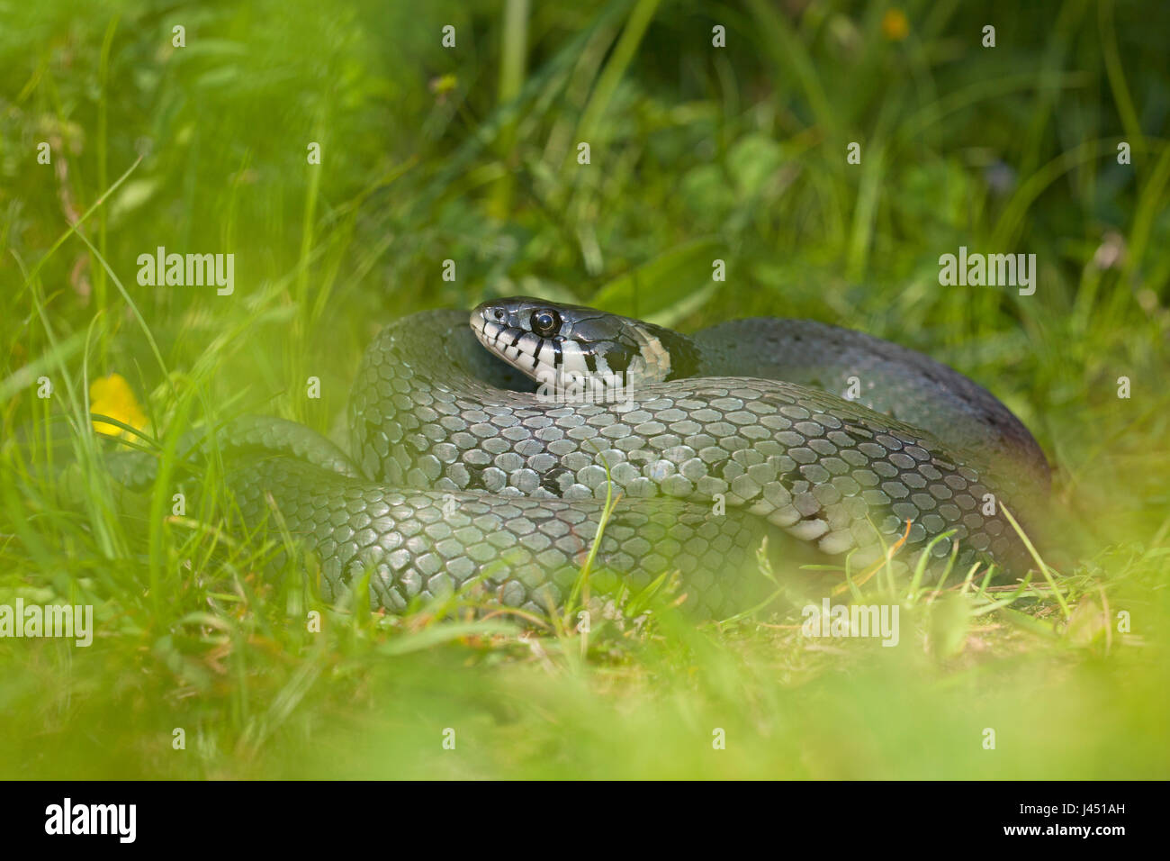 Ringelnatter, versteckt zwischen den Rasen Stockfoto