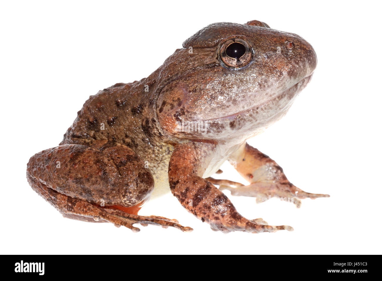Glydenstolpe frog's isoliert gegen einen weißen Hintergrund Stockfoto