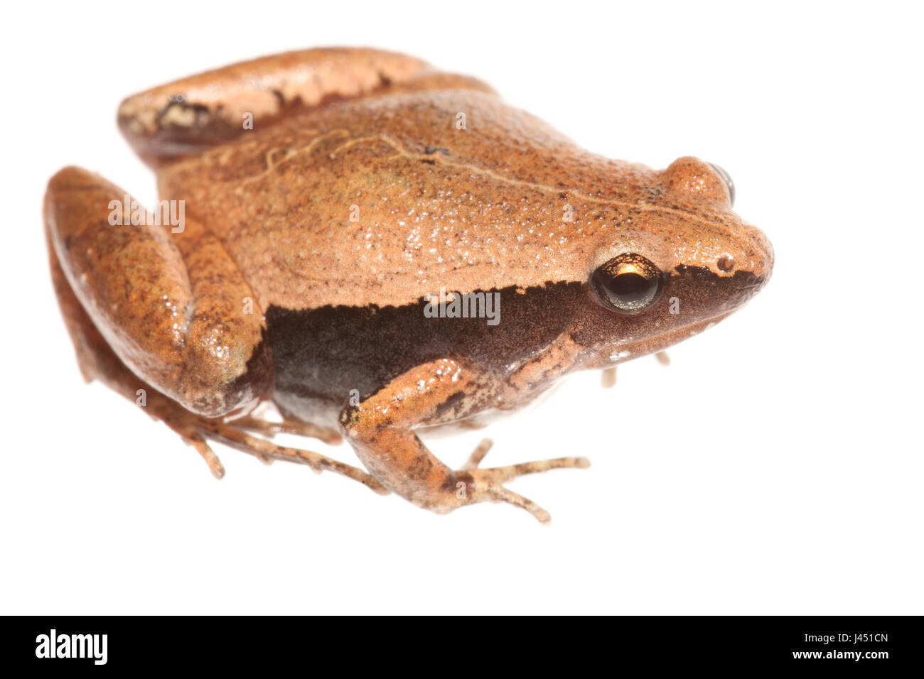 Darkside Narrowmouth Frog vor einem weißen Hintergrund isoliert Stockfoto