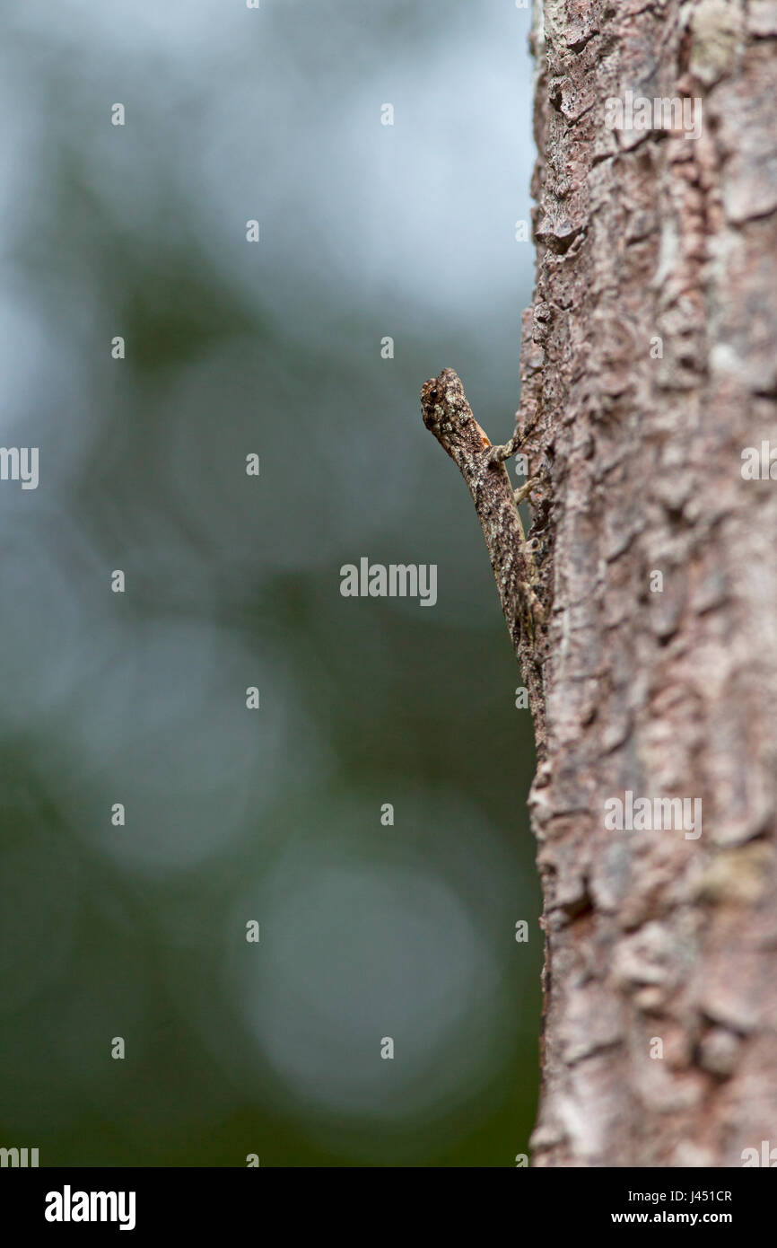 Gefleckte fliegenden Drachen auf einem Baum Stockfoto