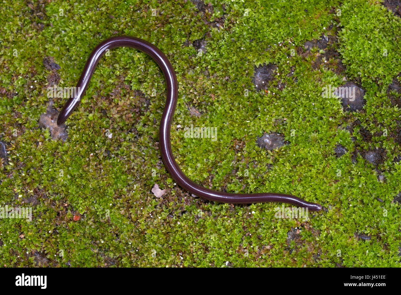 blinde Schlange auf Moos (diese Familie hat die kleinsten Schlangen in der Welt) Stockfoto